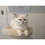 Кот породы британская шиншилла мальчик
