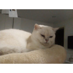 Кот породы британская шиншилла мальчик