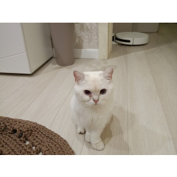 Кот породы британская шиншилла мальчик