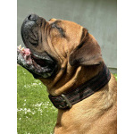 Южноафриканский мастиф – щенки бурбуля (Boerboel)
