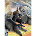 Южноафриканский мастиф – щенки бурбуля (Boerboel)