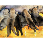 Южноафриканский мастиф – щенки бурбуля (Boerboel)