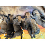 Южноафриканский мастиф – щенки бурбуля (Boerboel)