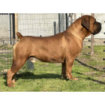 Южноафриканский мастиф – щенки бурбуля (Boerboel)