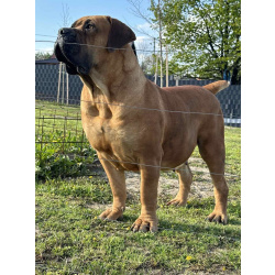 Южноафриканский мастиф – щенки бурбуля (Boerboel)