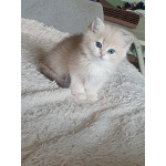 Британские котята