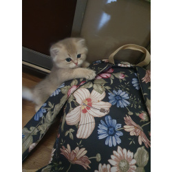 Британские котята
