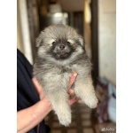 Очаровательные щенки шпица — плюшевые комочки