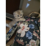 Британские котята