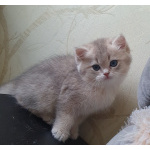 Британские котята
