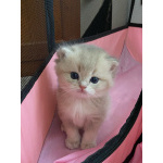 Британские котята