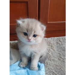 Британские котята