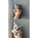 Продам котят Чаузи ф3