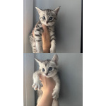Продам котят Чаузи ф3