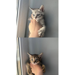 Продам котят Чаузи ф3