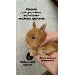 Декоративные мини кролики
