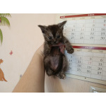 Шотландские котята бесплатно
