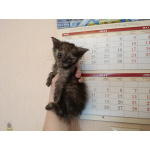 Шотландские котята бесплатно