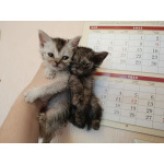 Шотландские котята бесплатно