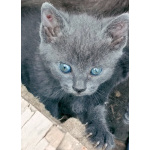 Котята 1 месяц с доставкой по городу