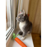 Котёнок Тима (Тимофей) в добрые руки.