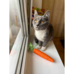 Котёнок Тима (Тимофей) в добрые руки.