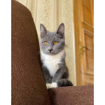 Котёнок Тима (Тимофей) в добрые руки.