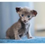 Продам ориентальных котят