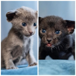 Продам ориентальных котят
