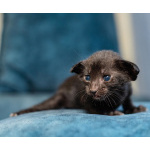 Продам ориентальных котят