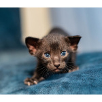 Продам ориентальных котят