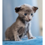 Продам ориентальных котят