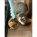 Котик Пион ищет дом!