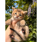 Чаузи котята
