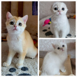Шотландские котята