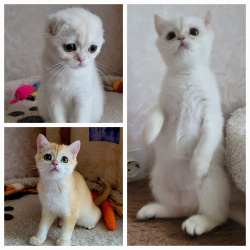 Шотландские котята