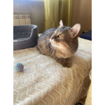 Котик Луня в добрые руки