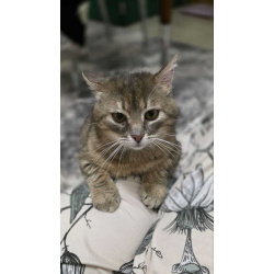 Котик Луня в добрые руки