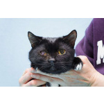 Котя ищет дом.