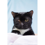 Котя ищет дом.