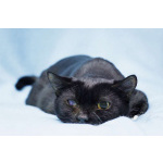 Котя ищет дом.