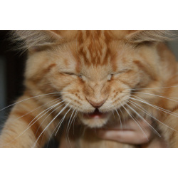 Котики Мэйн-Кун