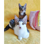 Классные котята брат и сестра в добрые руки