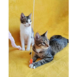 Классные котята брат и сестра в добрые руки