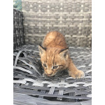 купите котиков