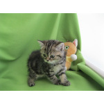 Шотландский котенок