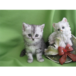 Шотландский котенок