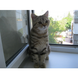 Кот Шотландский подросток
