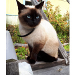 Продажа котят