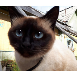 Продажа котят